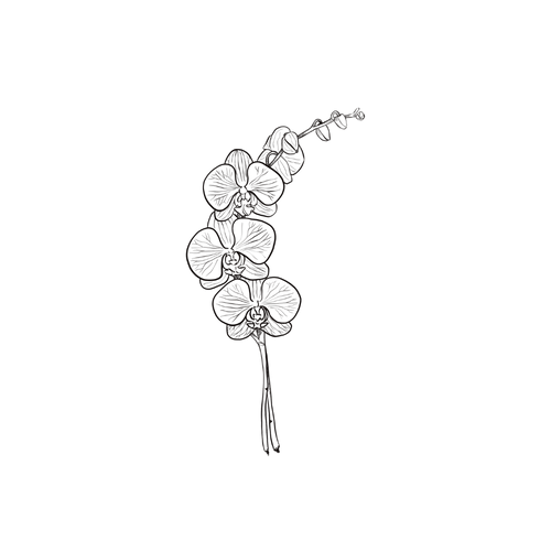 Tatuaggio Orchidea