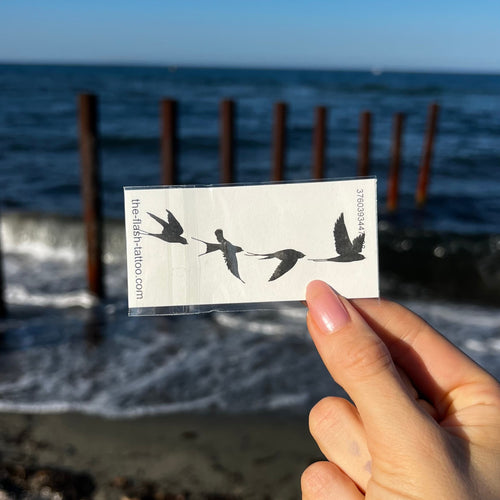 Rondini in volo
